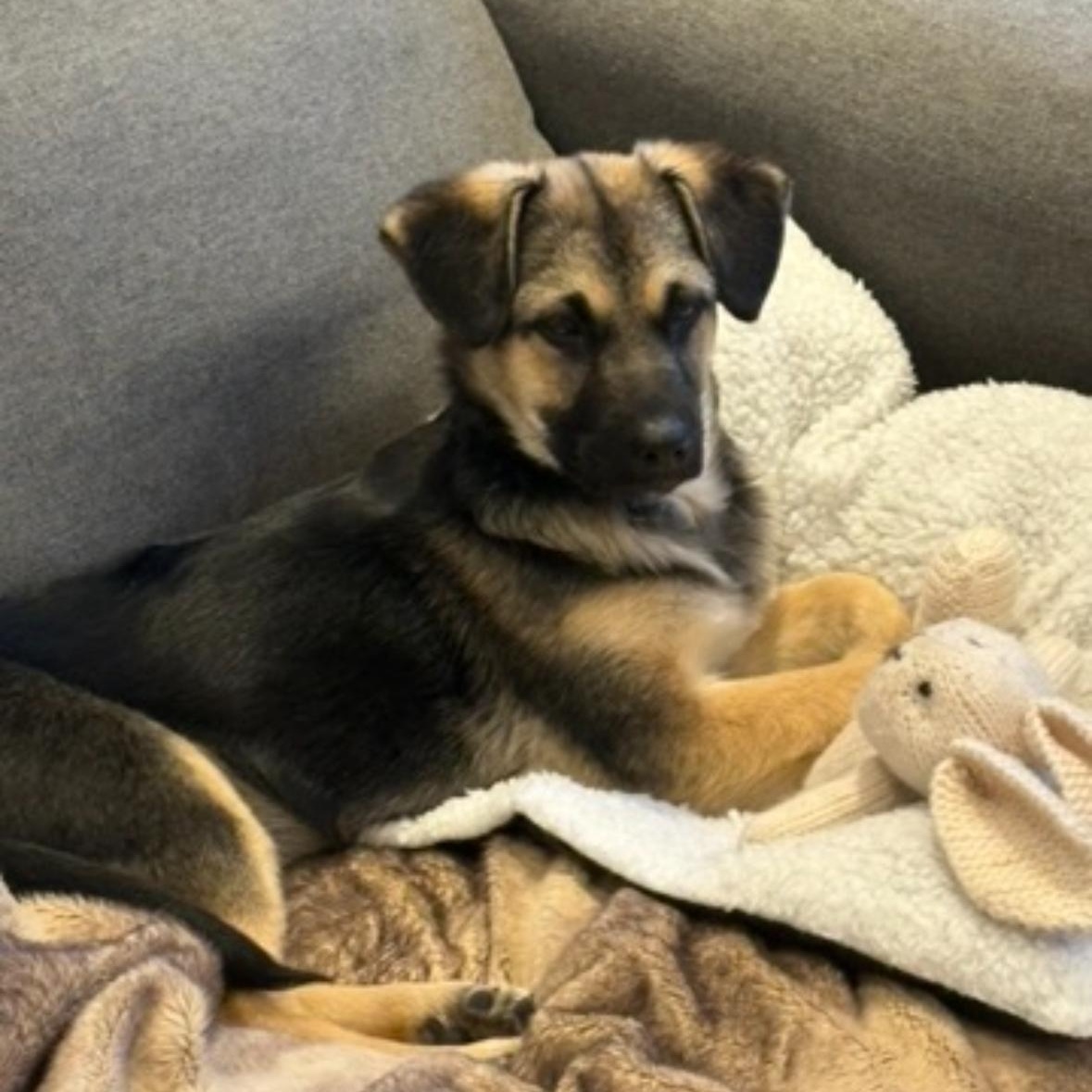 Enlarge Mochi, a ADOPTABLE mixed breed in Barrie, ON image 3/4