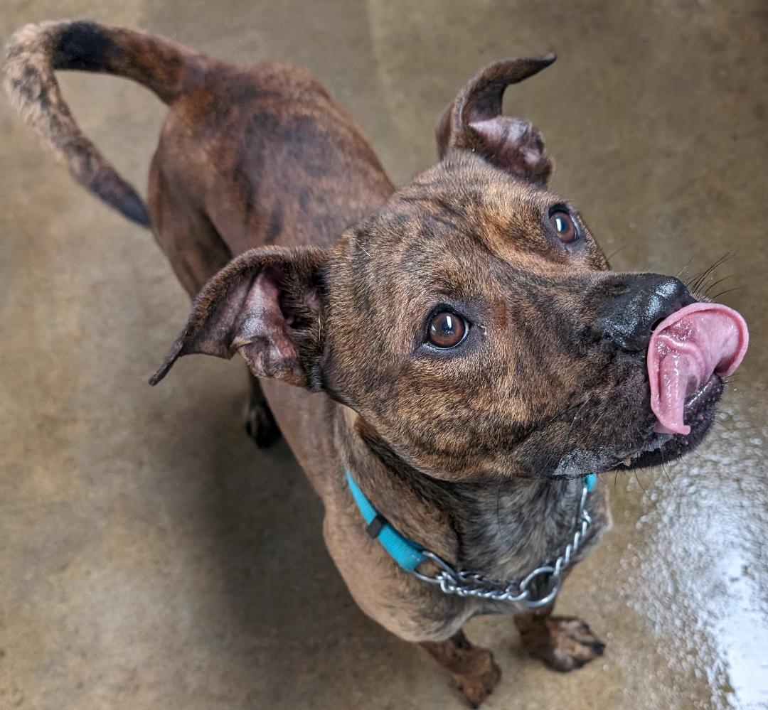 OZZIE, Adoptable, Young Male American Bully.