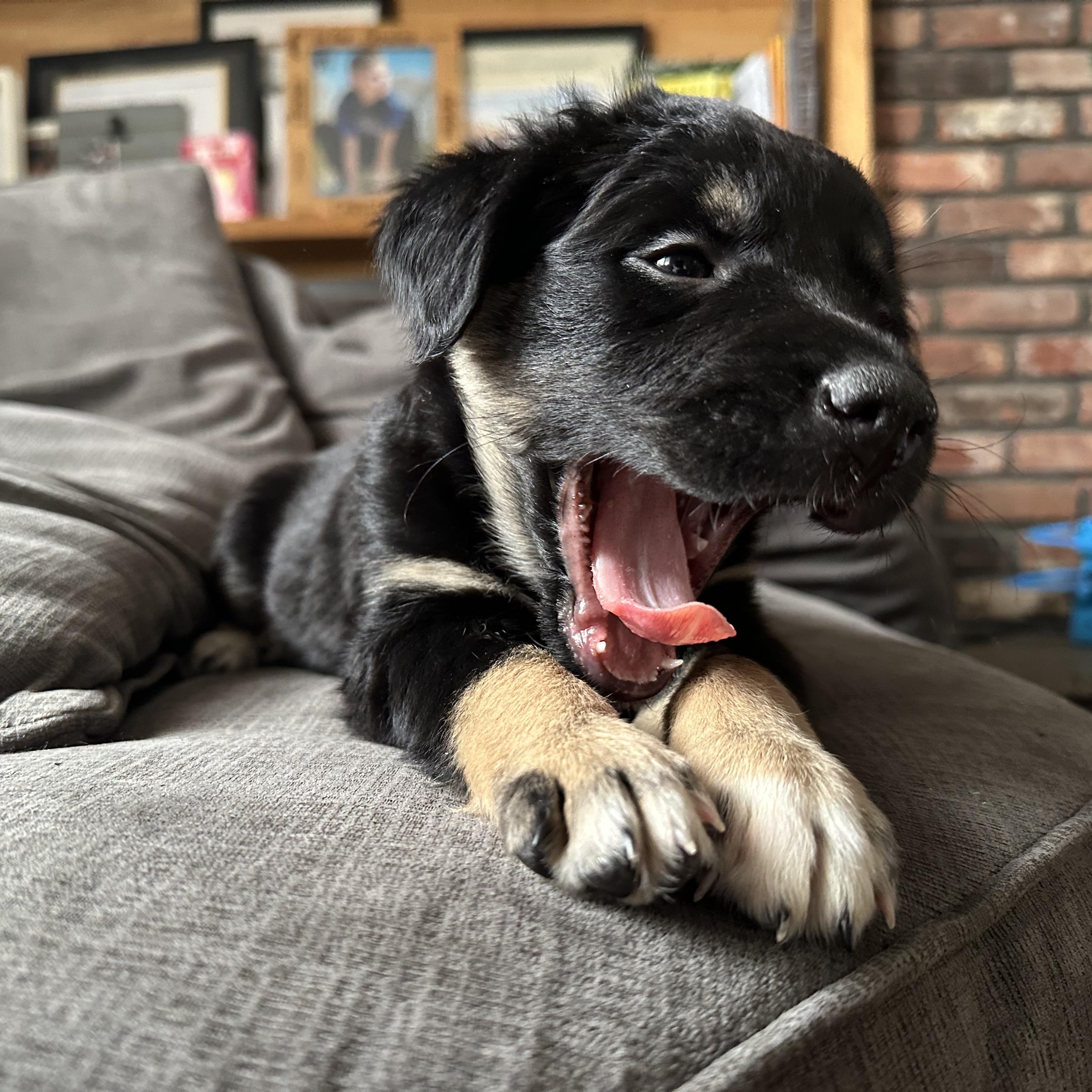 Lauren, adoptable, Puppy Female Border Collie.