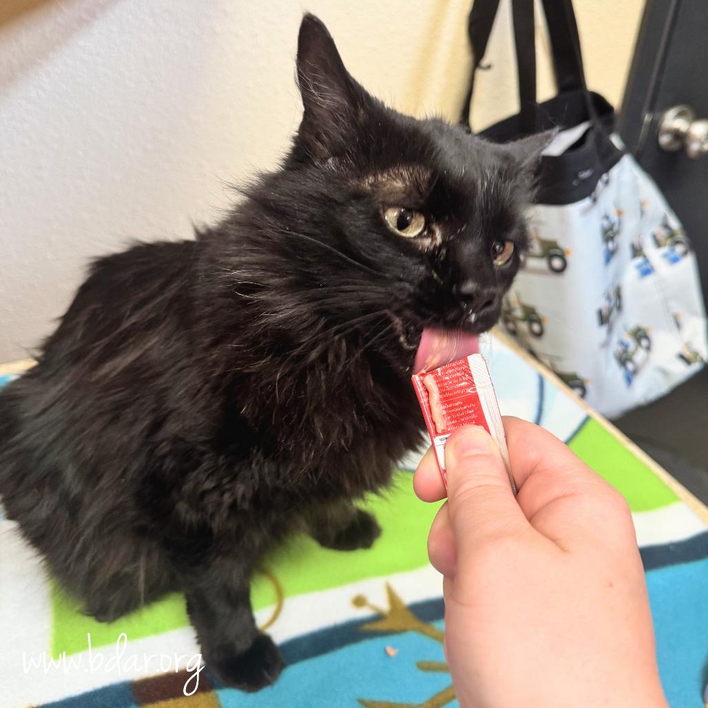 Onyx, Adoptable, Senior Male Domestic Long Hair & Domestic Long Hair.