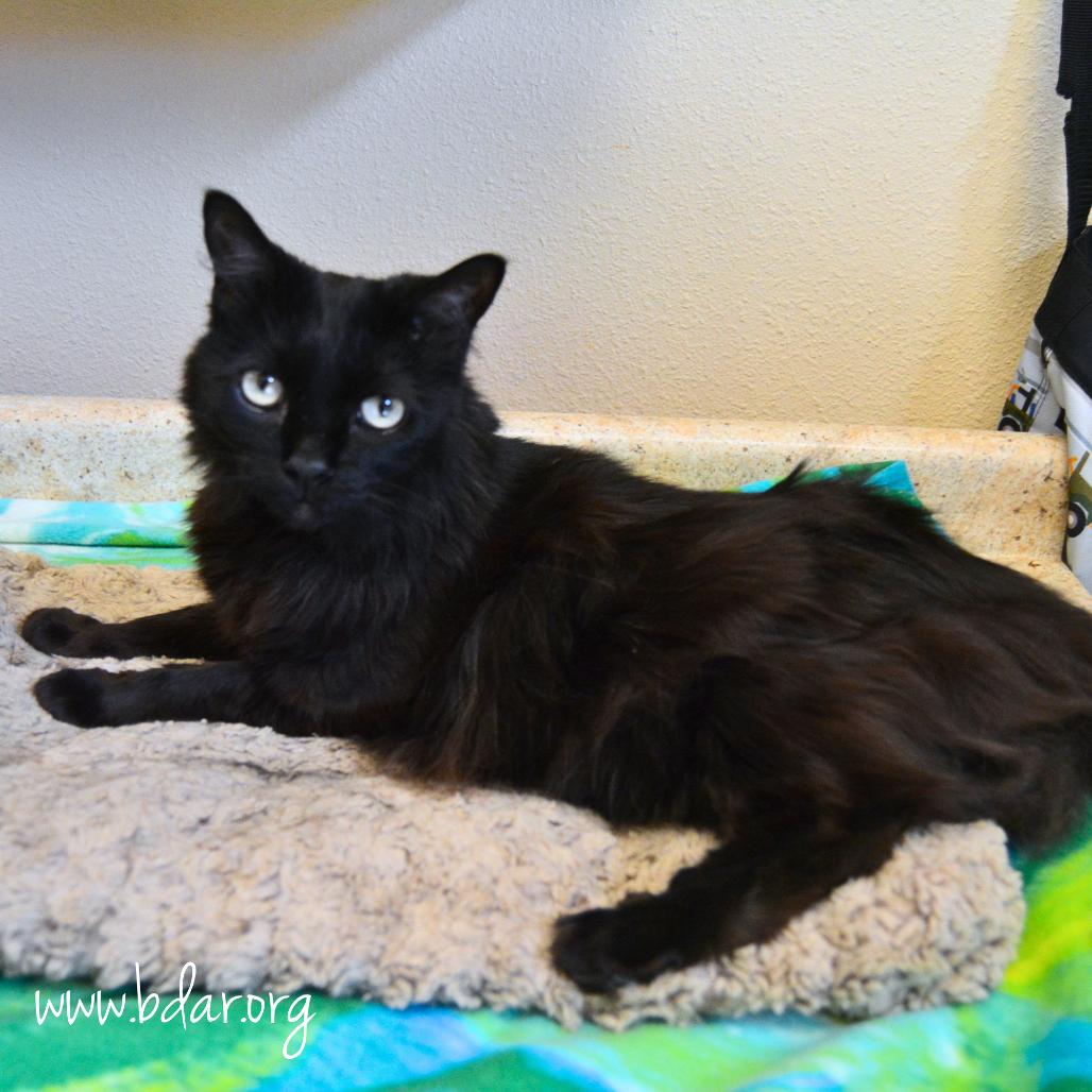 Enlarge Onyx, a Adoptable mixed breed in Cheyenne, WY image 2/3