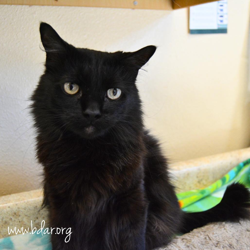 Enlarge Onyx, a Adoptable mixed breed in Cheyenne, WY image 3/3