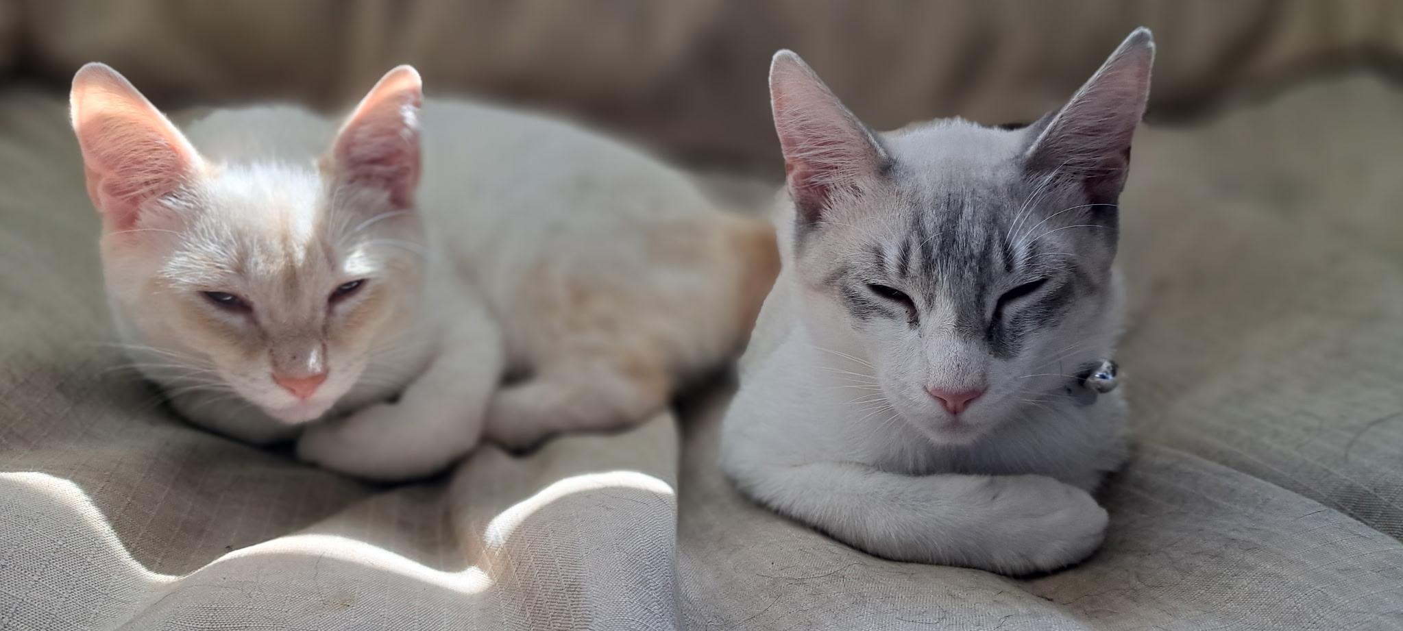 Enlarge Ritchie, a Adoptable mixed breed in Dixon, CA image 1/4