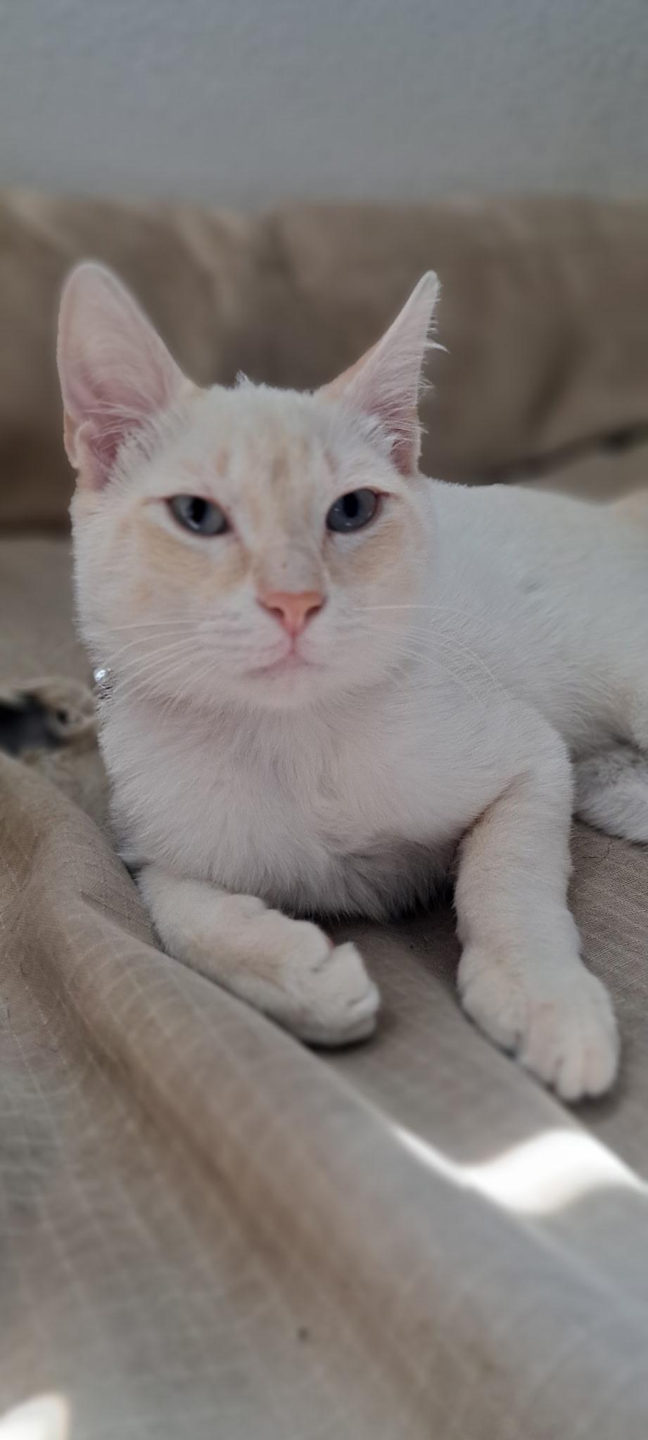 Enlarge Ritchie, a Adoptable mixed breed in Dixon, CA image 2/4