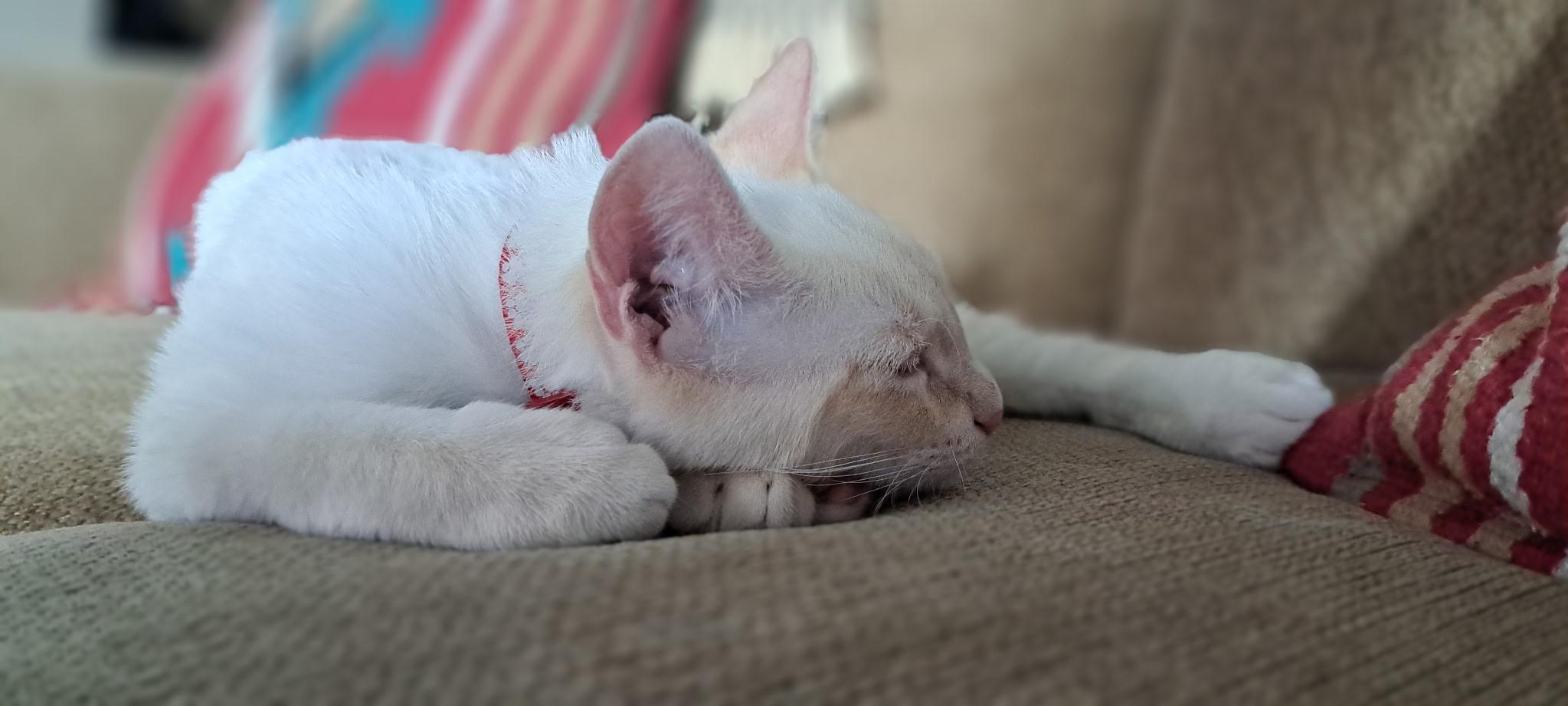 Enlarge Ritchie, a Adoptable mixed breed in Dixon, CA image 3/4