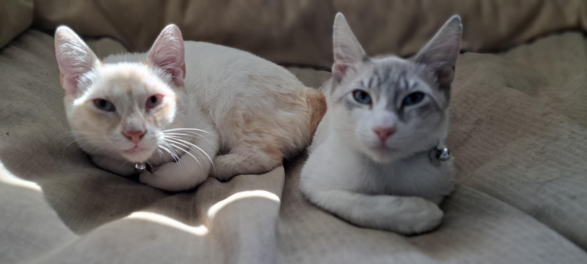 Enlarge Ritchie, a Adoptable mixed breed in Dixon, CA image 4/4