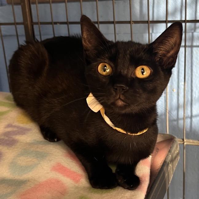 Enlarge Avenger C000-469- Chino Hills Location, a Adoptable Domestic Short Hair in Chino Hills, CA image 1/2