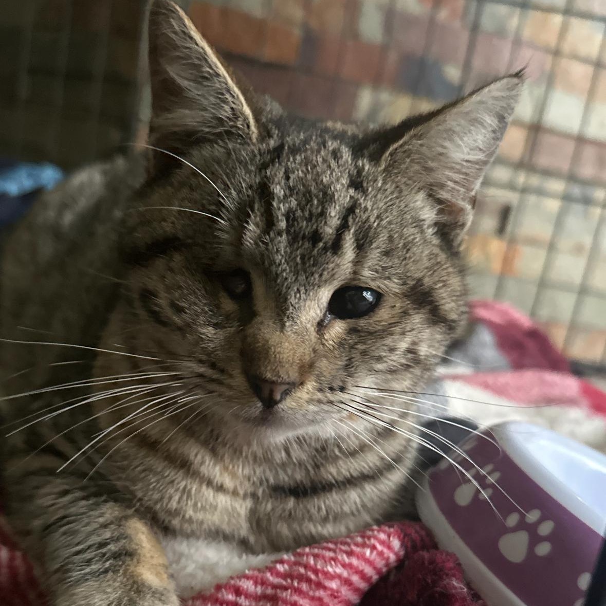 Kitty, a Adoptable Domestic Short Hair in Hayward, CA image 4/6