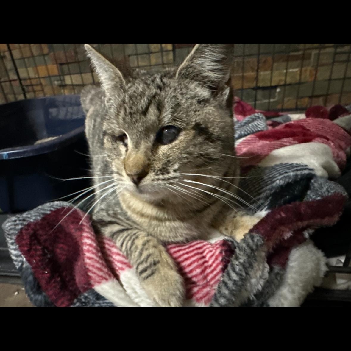 Kitty — thumbnail 2