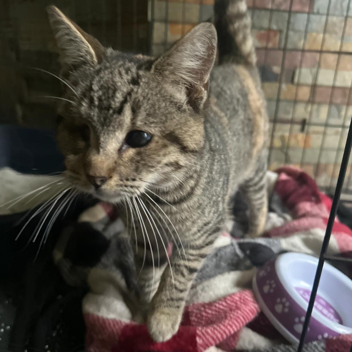 Kitty, a Adoptable Domestic Short Hair in Hayward, CA image 5/6