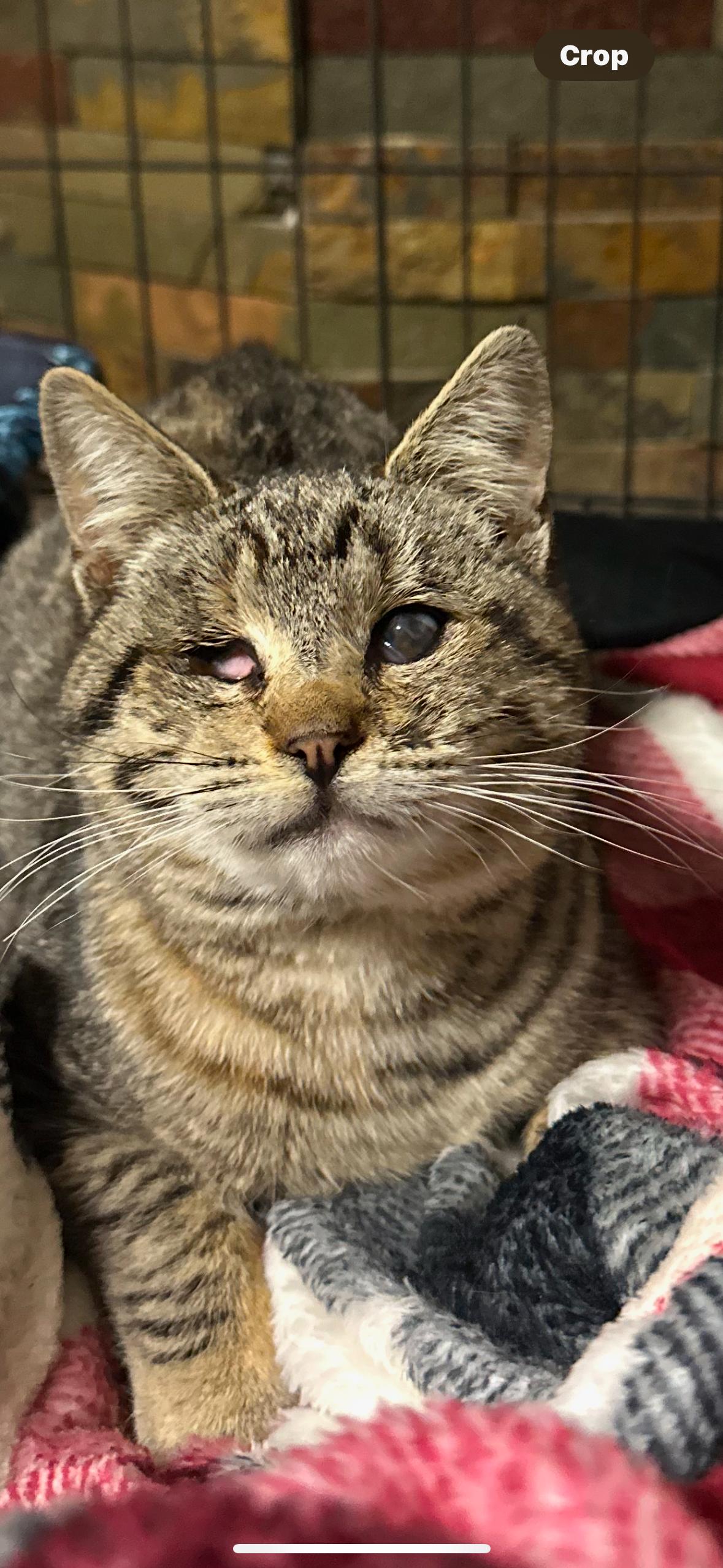 Kitty, Adoptable, Kitten Female Domestic Short Hair.