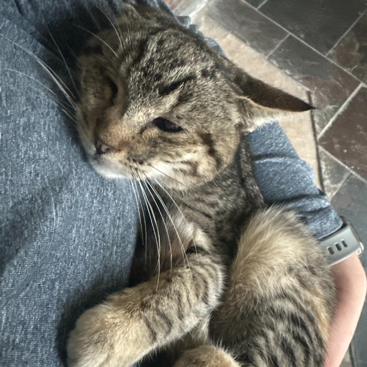 Kitty, a Adoptable Domestic Short Hair in Hayward, CA image 3/6