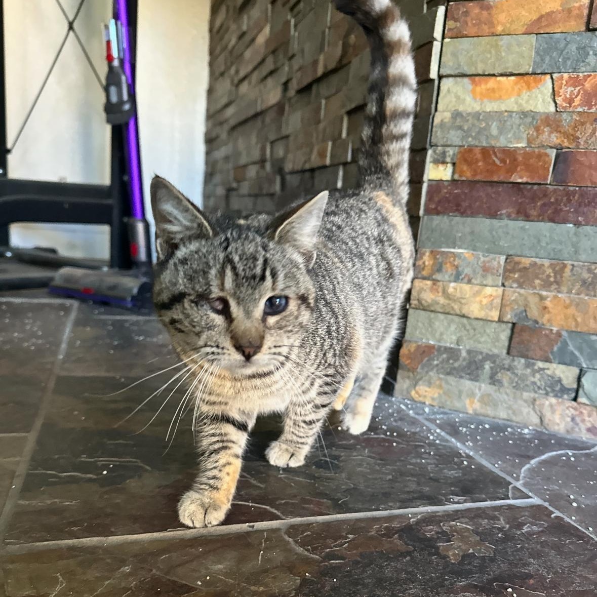 Kitty, a Adoptable Domestic Short Hair in Hayward, CA image 2/6