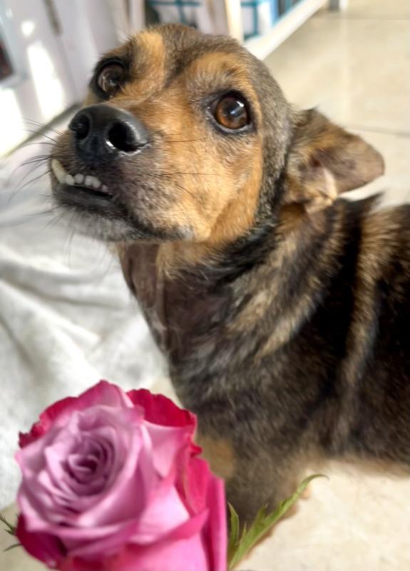 Franco (MD), Adopted, Adult Male Dachshund.