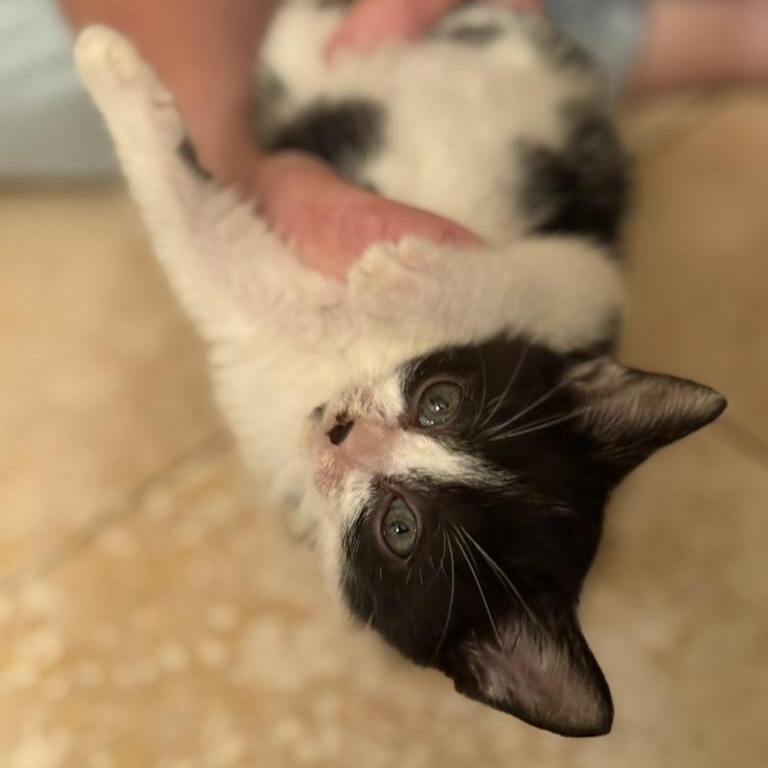 Banjo
