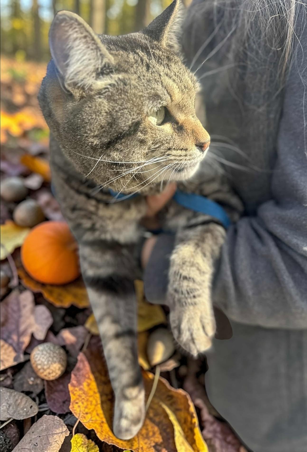 Enlarge Fennec , a ADOPTABLE Tabby in Snohomish, WA image 2/6