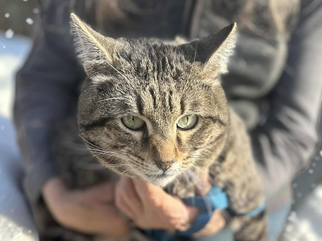Enlarge Fennec , a ADOPTABLE Tabby in Snohomish, WA image 6/6