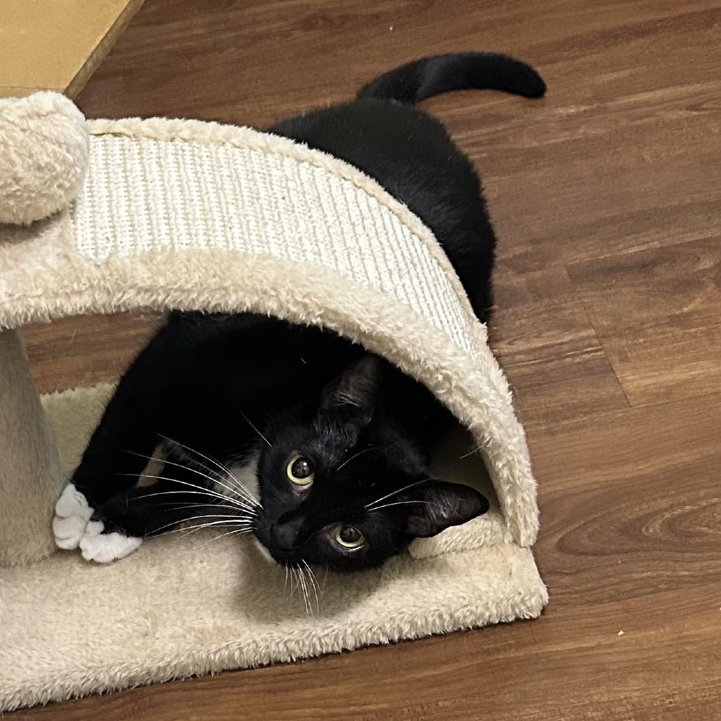 Passion Fruit, Adoptable, Adult Female Domestic Short Hair.