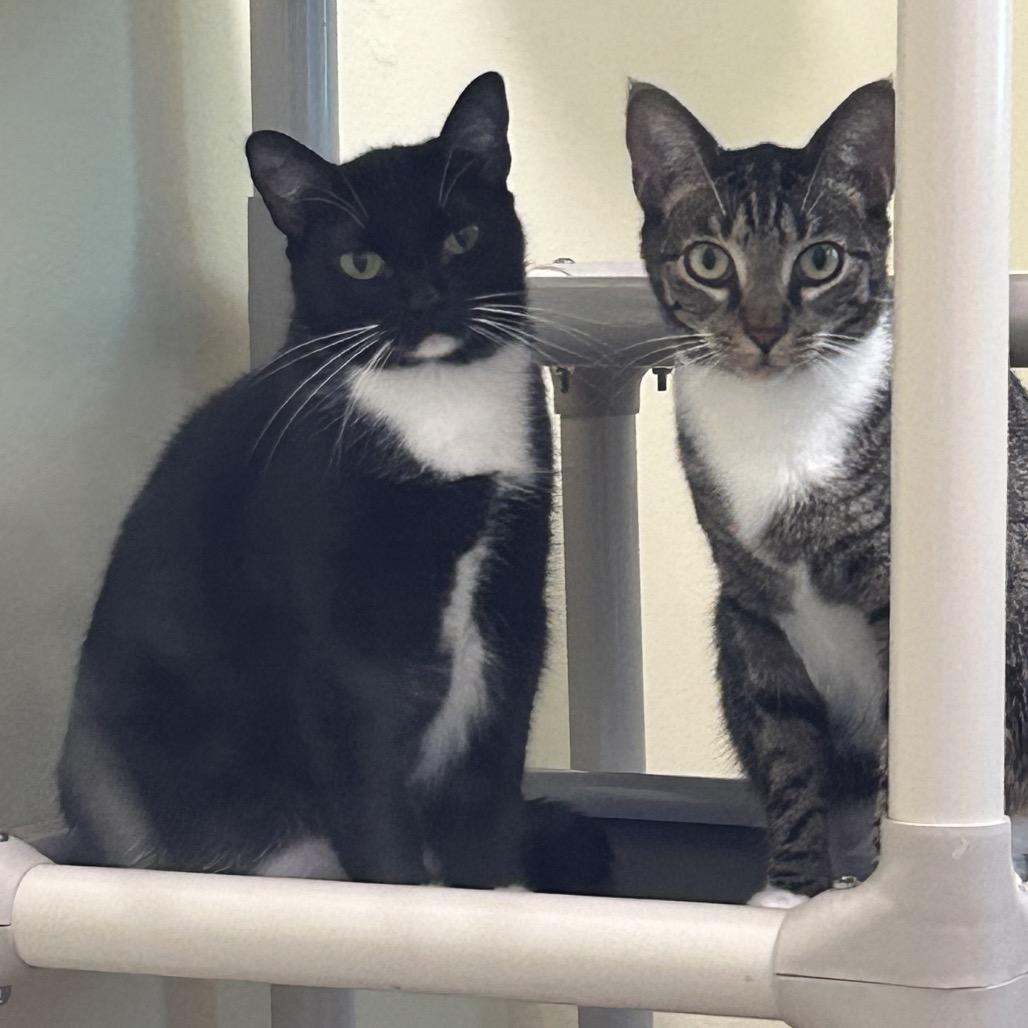 Passion Fruit, a Adoptable Domestic Short Hair in Port Richey, FL image 2/4