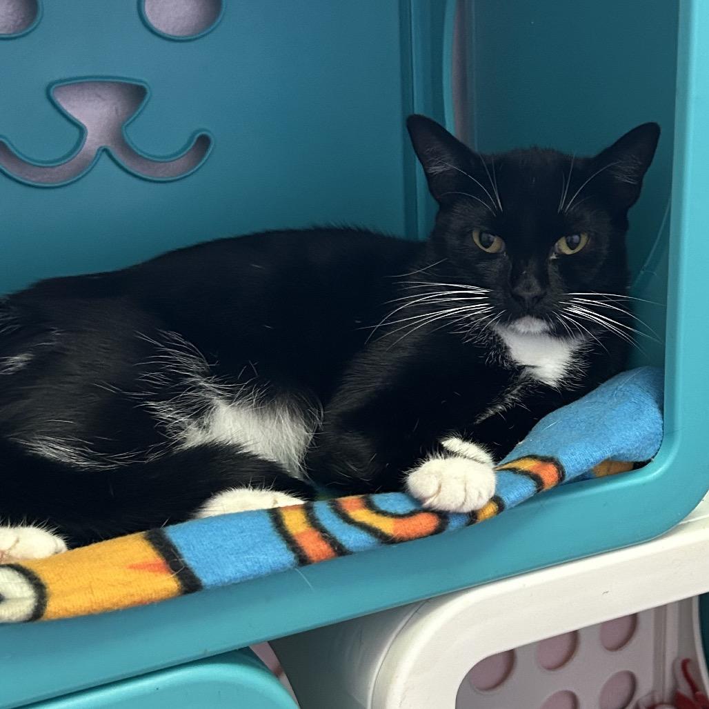 Passion Fruit, Adoptable, Adult Female Domestic Short Hair.