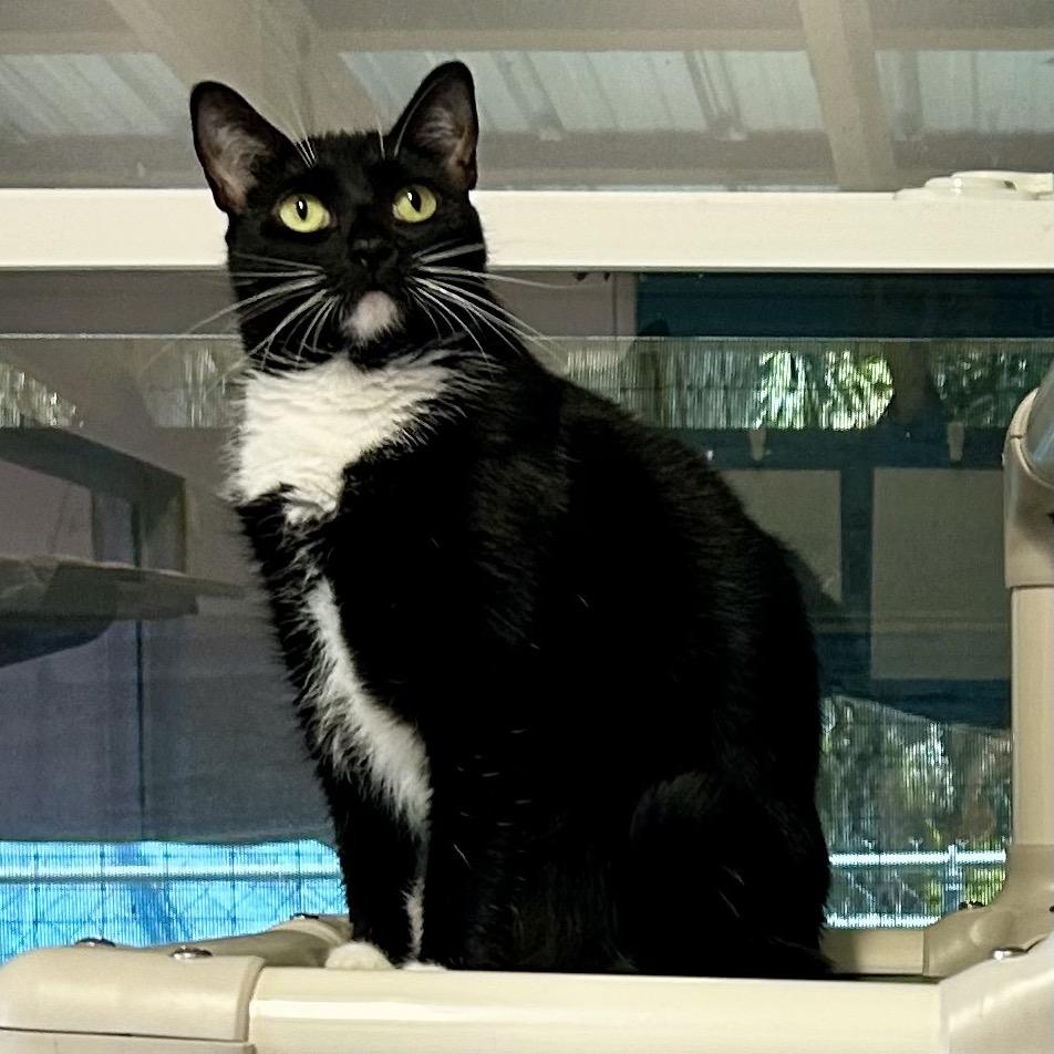 Passion Fruit, a Adoptable Domestic Short Hair in Port Richey, FL image 4/4