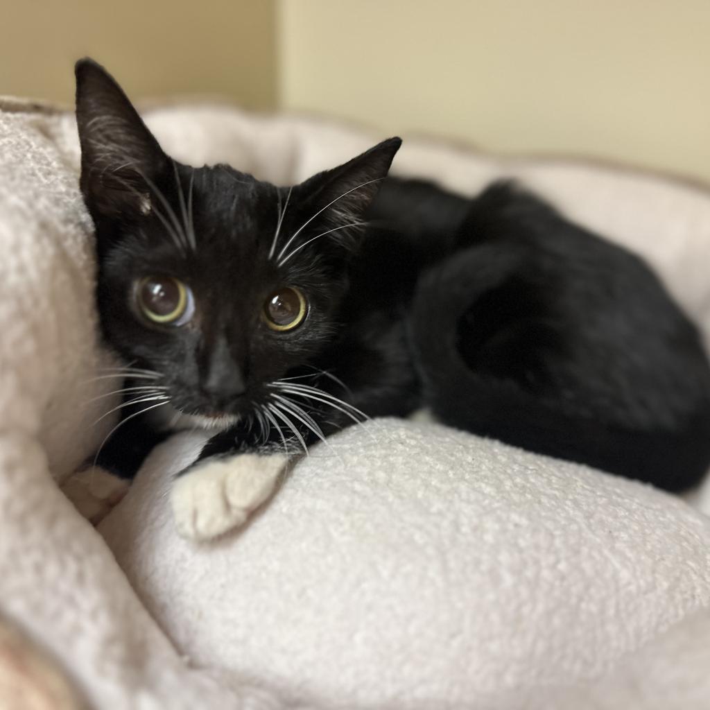 Passion Fruit, a Adoptable Domestic Short Hair in Port Richey, FL image 2/3