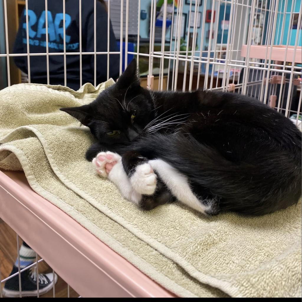 Passion Fruit, a Adoptable Domestic Short Hair in Port Richey, FL image 3/3