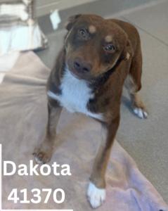 Dakota, Adult Female German Shepherd Dog
