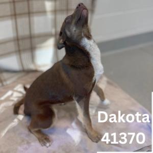 Dakota photo 4