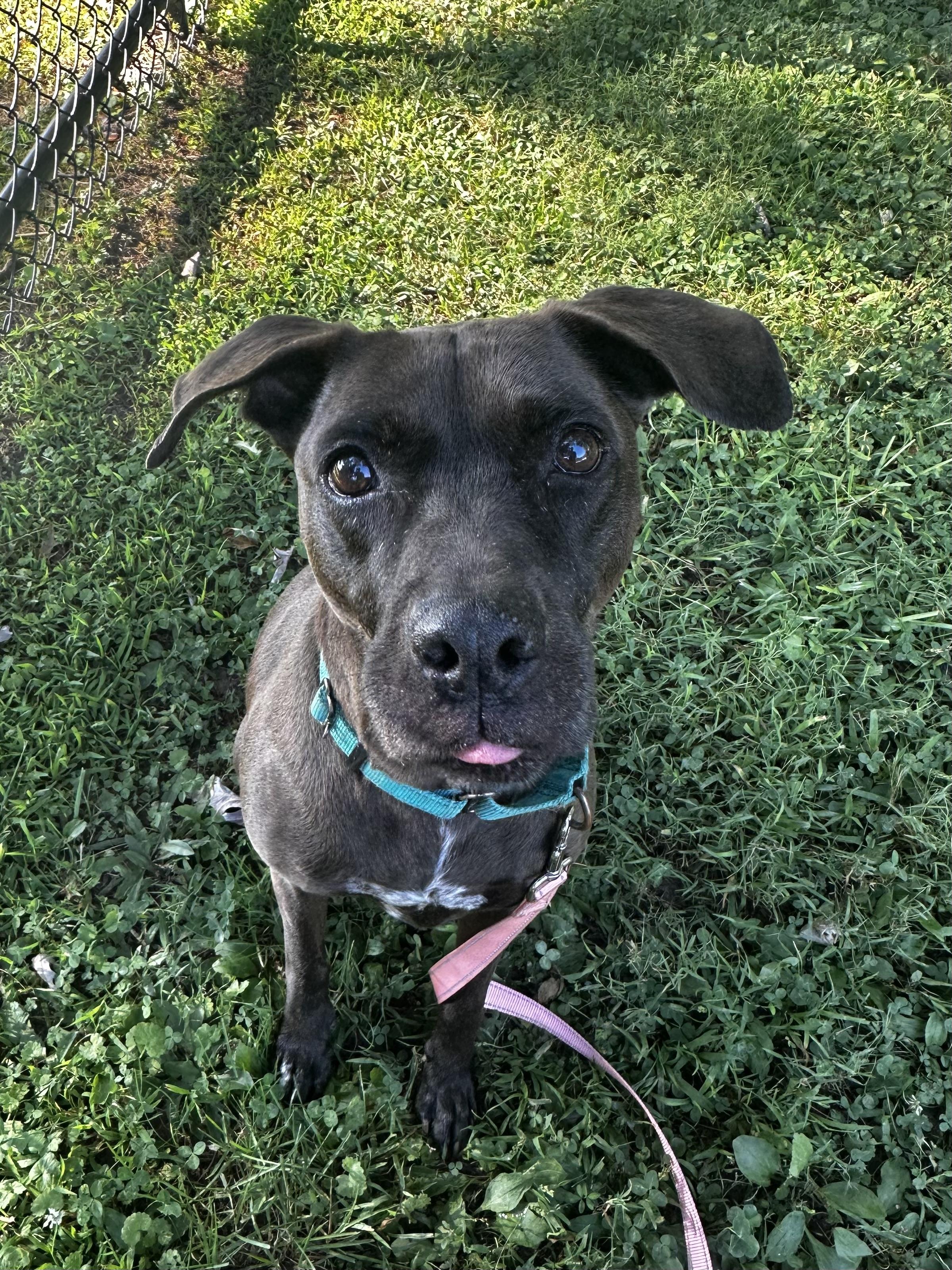 Enlarge Merci, a Adoptable Mixed Breed in Reisterstown, MD image 2/2