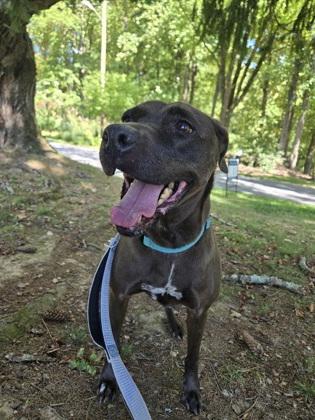 Enlarge Merci, a Adoptable Mixed Breed in Reisterstown, MD image 1/2