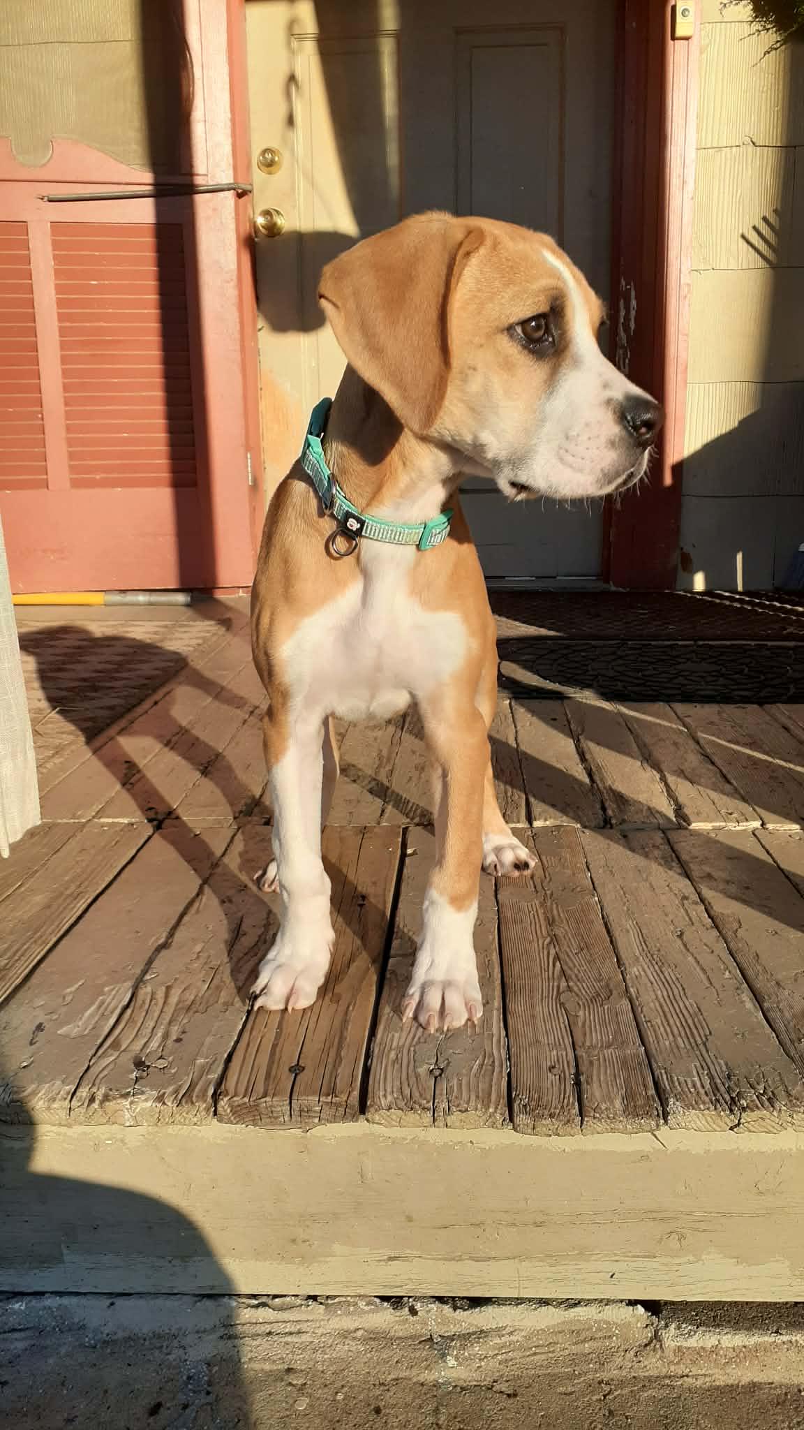 Balsam (Female), Adoptable, Puppy Female English Coonhound.