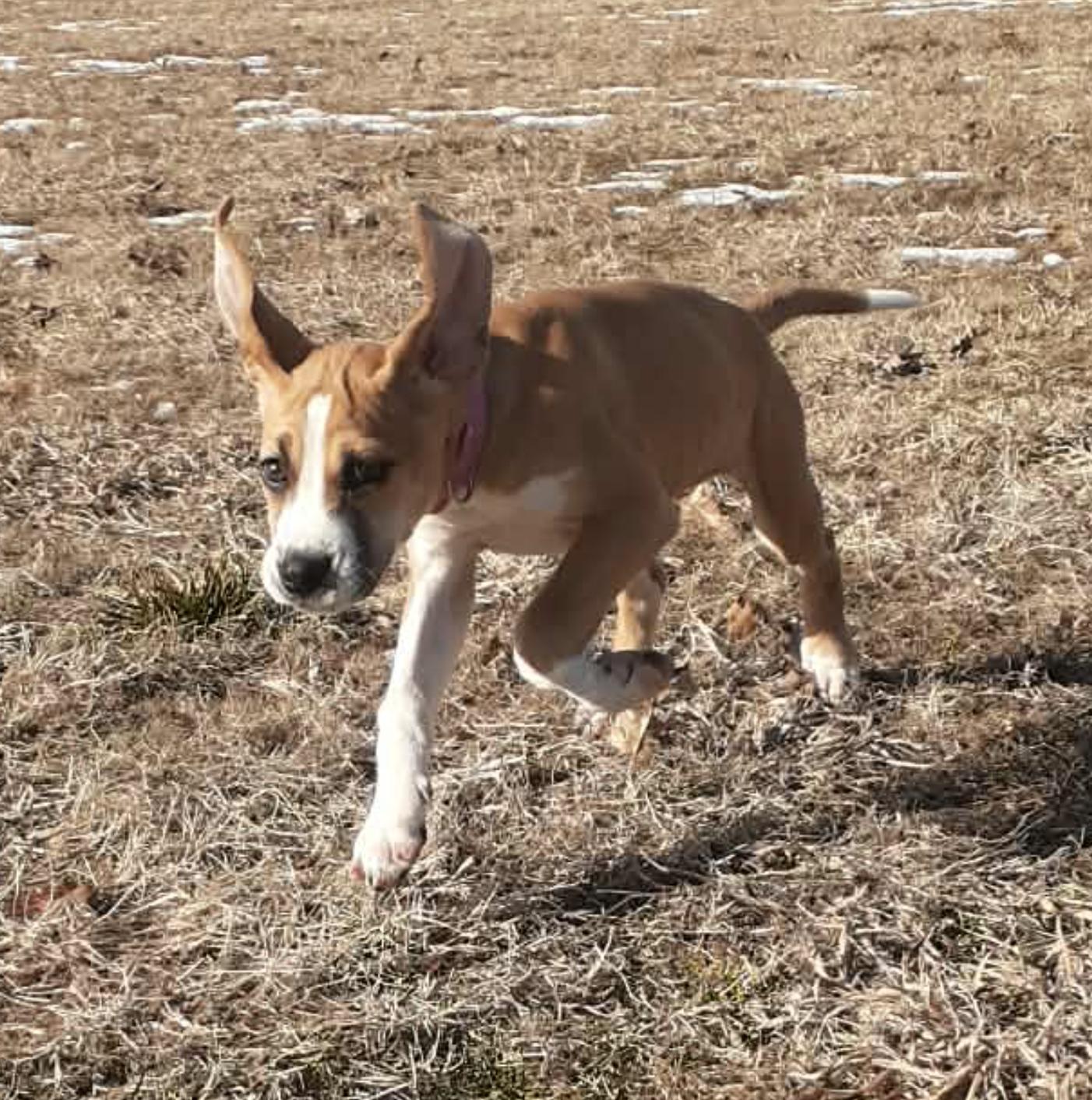 Balsam (Female), Adoptable, Puppy Female English Coonhound.