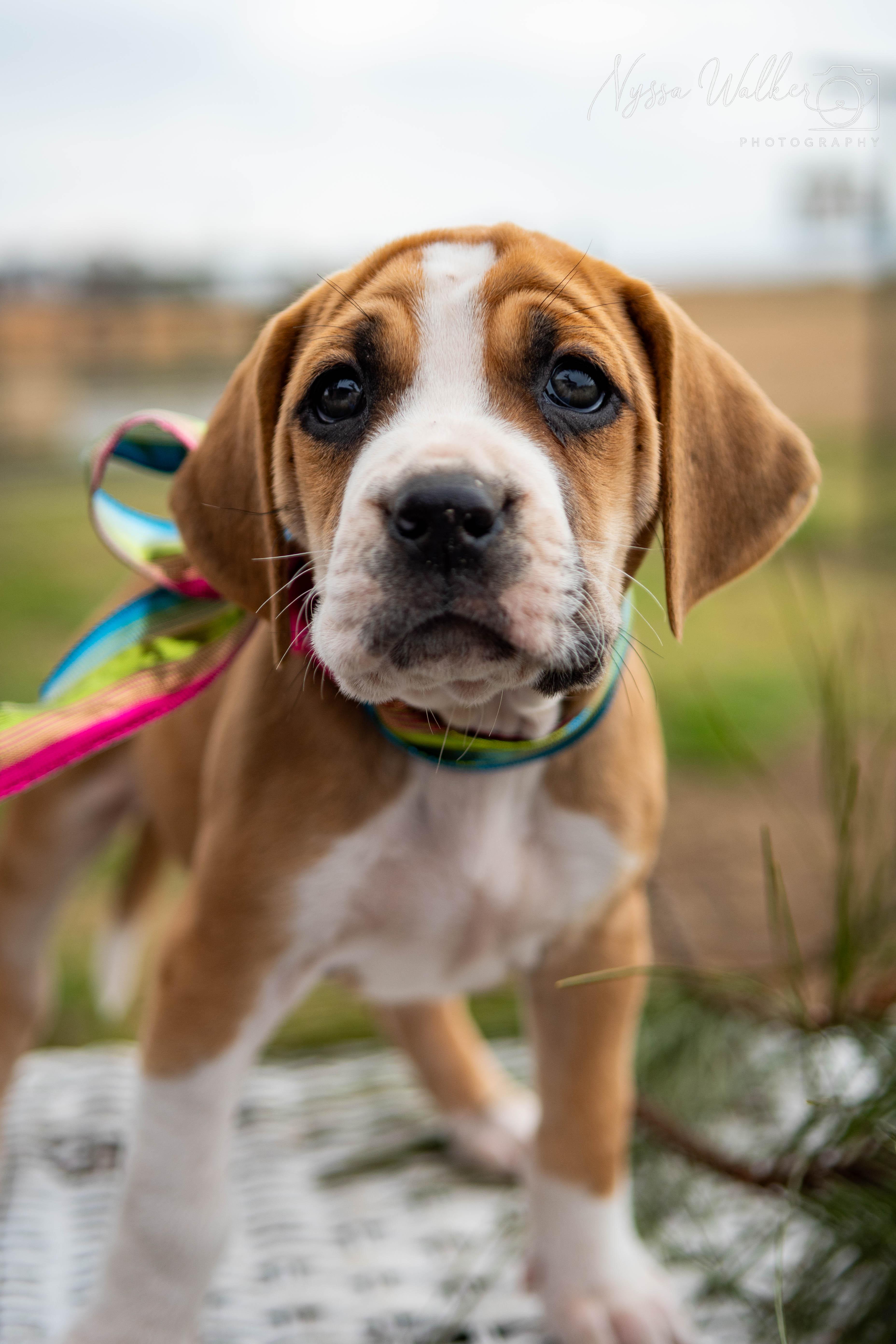 Enlarge Balsam (Female), a Adoptable mixed breed in TULSA, OK image 3/6