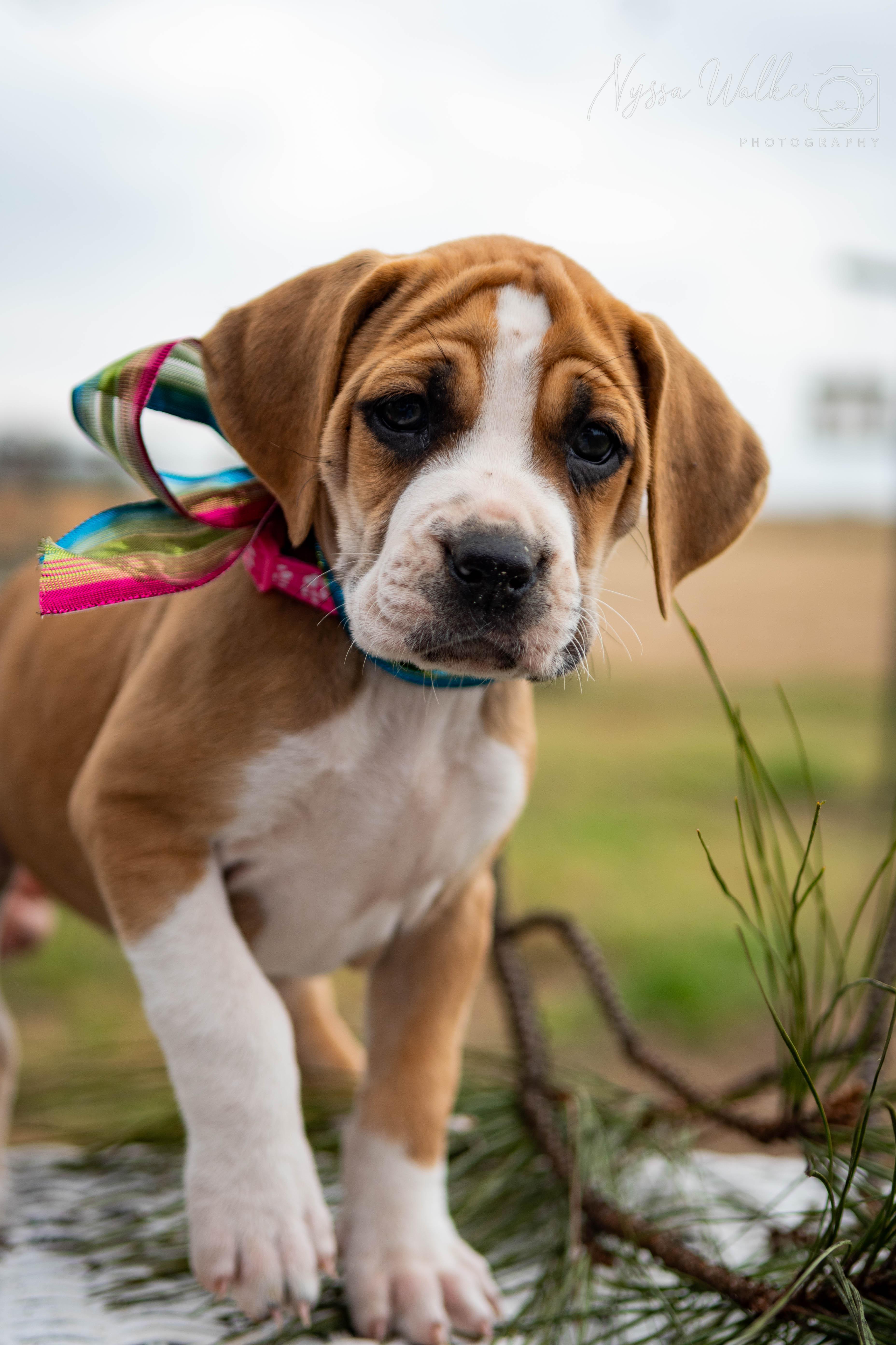 Enlarge Balsam (Female), a Adoptable mixed breed in TULSA, OK image 6/6