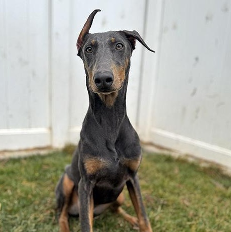 Apollo — thumbnail 2