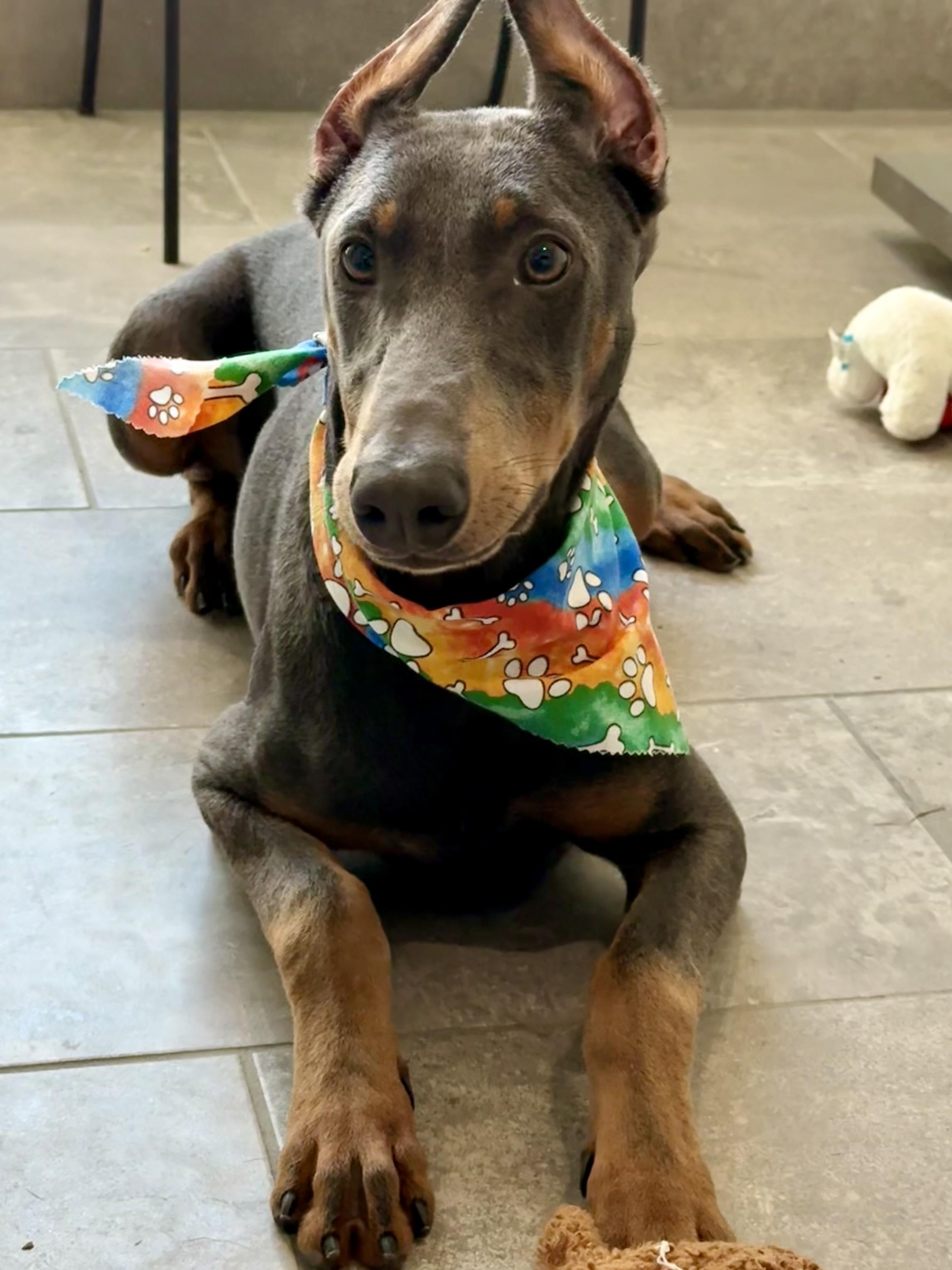 Apollo — thumbnail 4