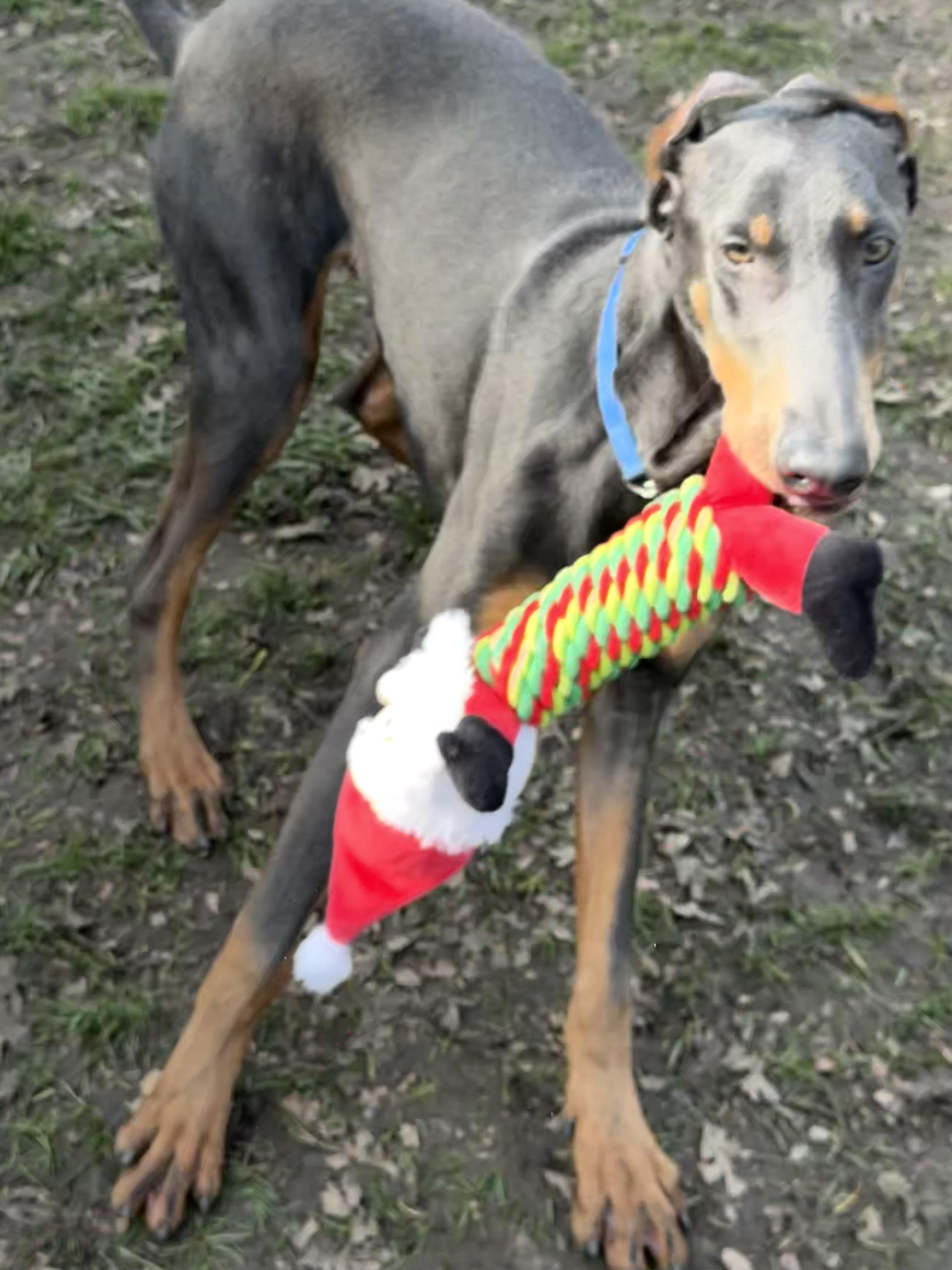 Apollo — thumbnail 5