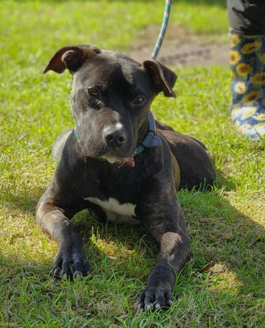 Enlarge JAX, a Adoptable mixed breed in Fosters, AL image 4/6