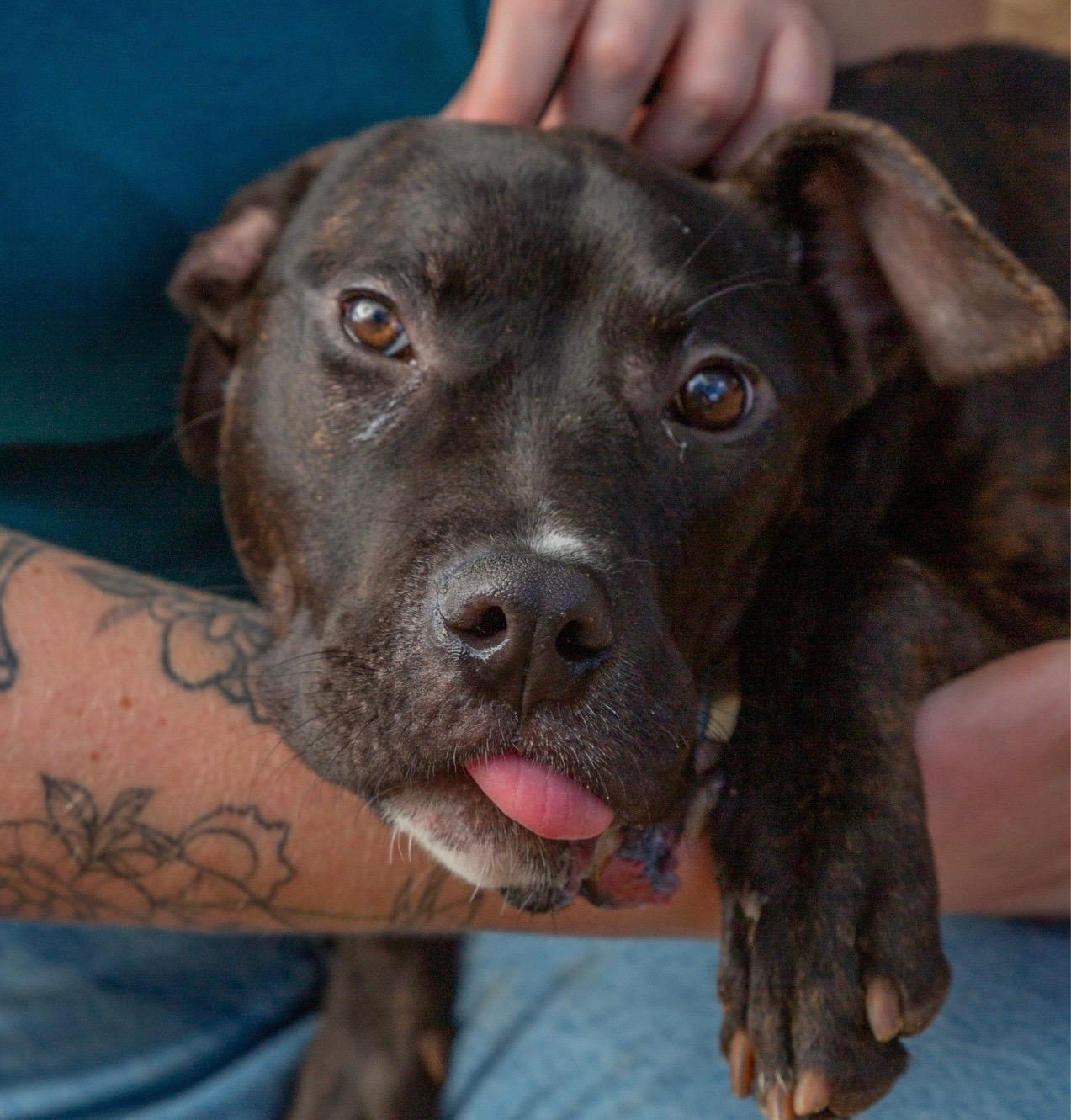 Enlarge JAX, a Adoptable mixed breed in Fosters, AL image 5/6