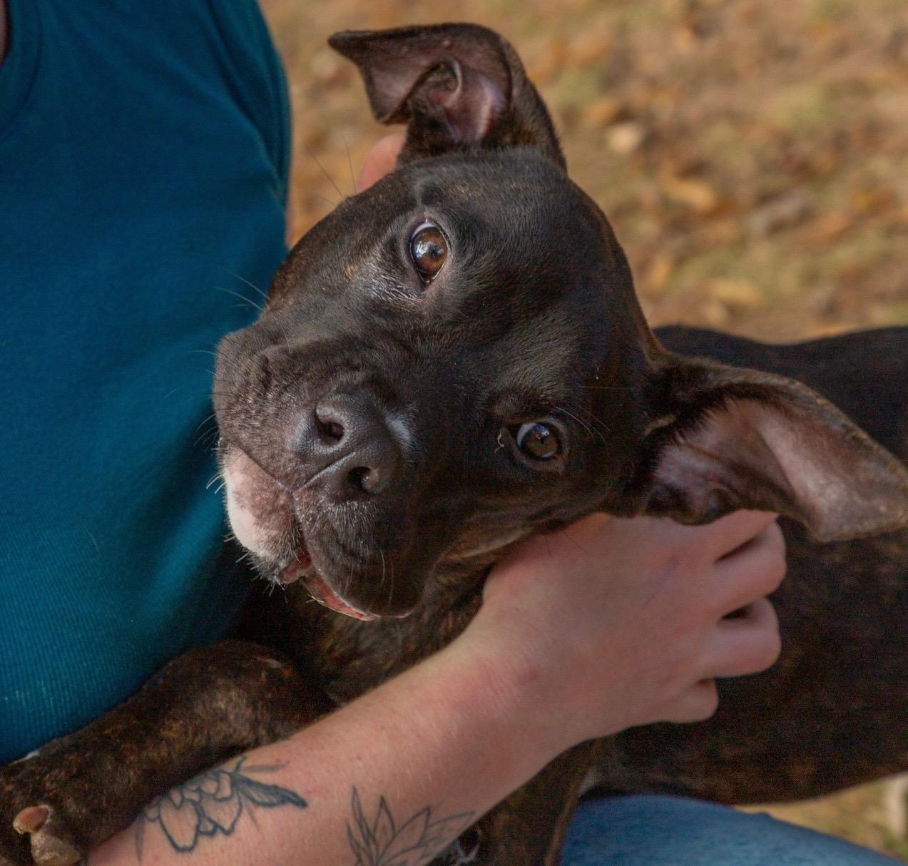 Enlarge JAX, a Adoptable mixed breed in Fosters, AL image 6/6