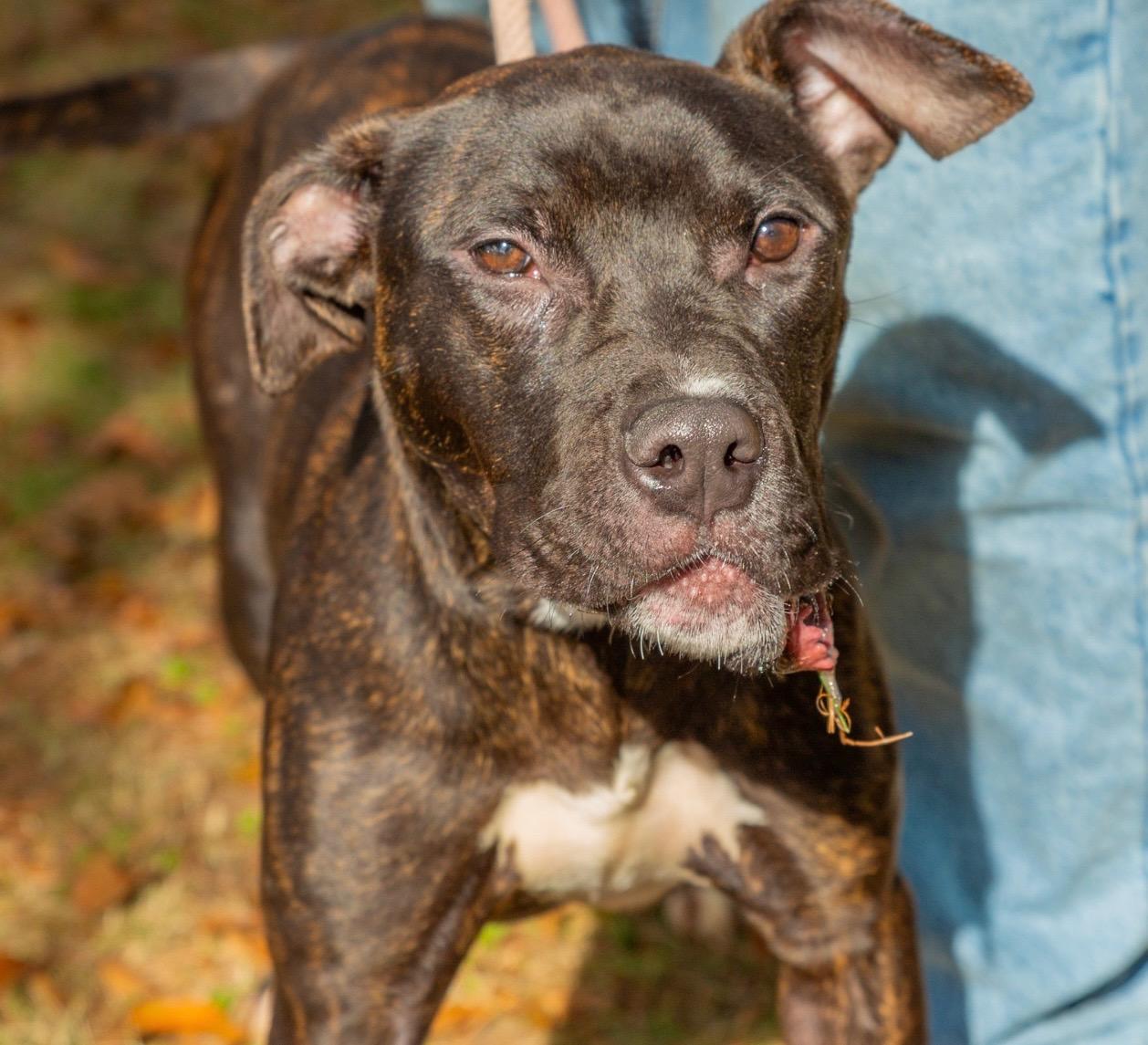 JAX, Adoptable, Young Male Boxer & Pit Bull Terrier.