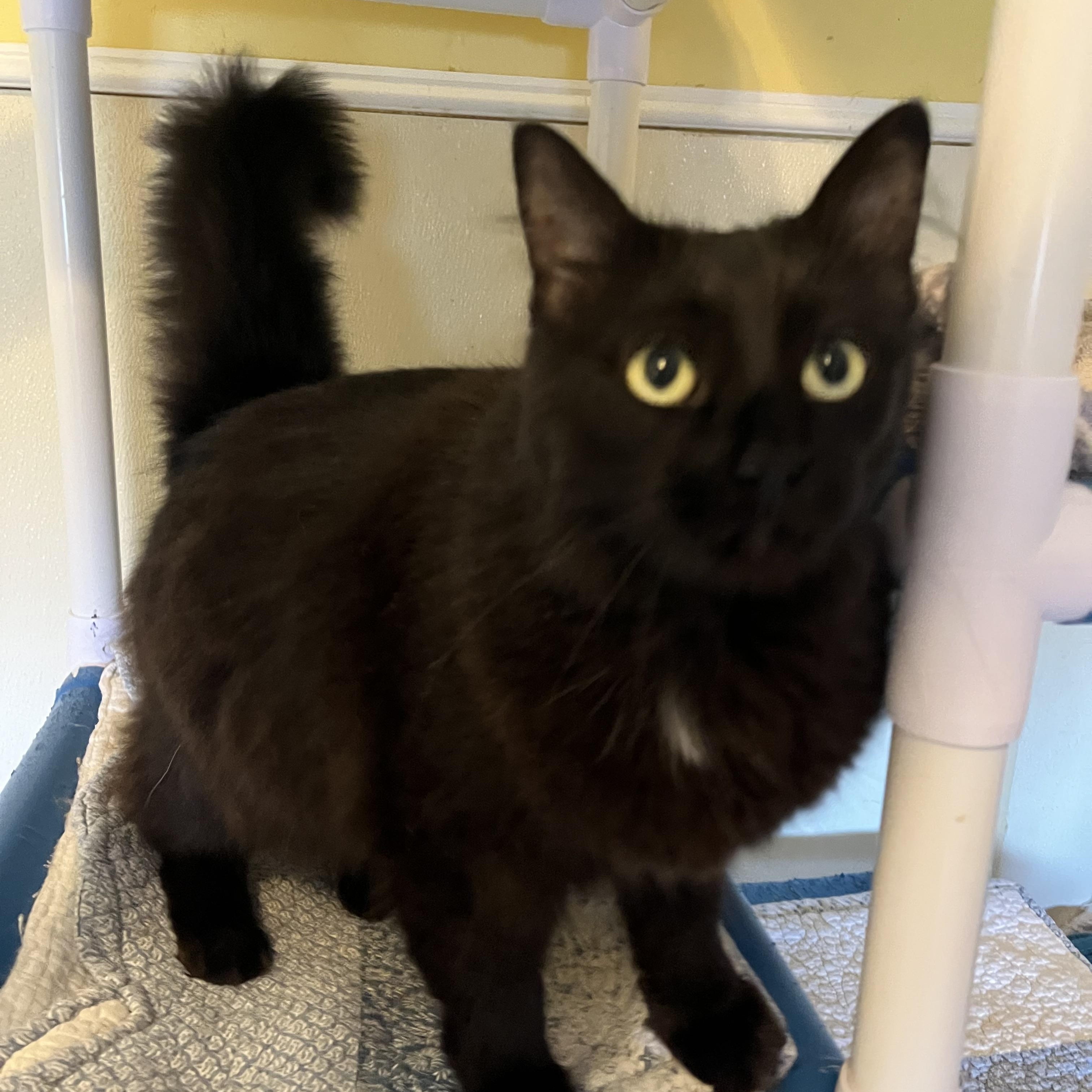 Enlarge Raven (absolute sweetheart), a Adoptable Domestic Long Hair in Moline, IL image 3/4