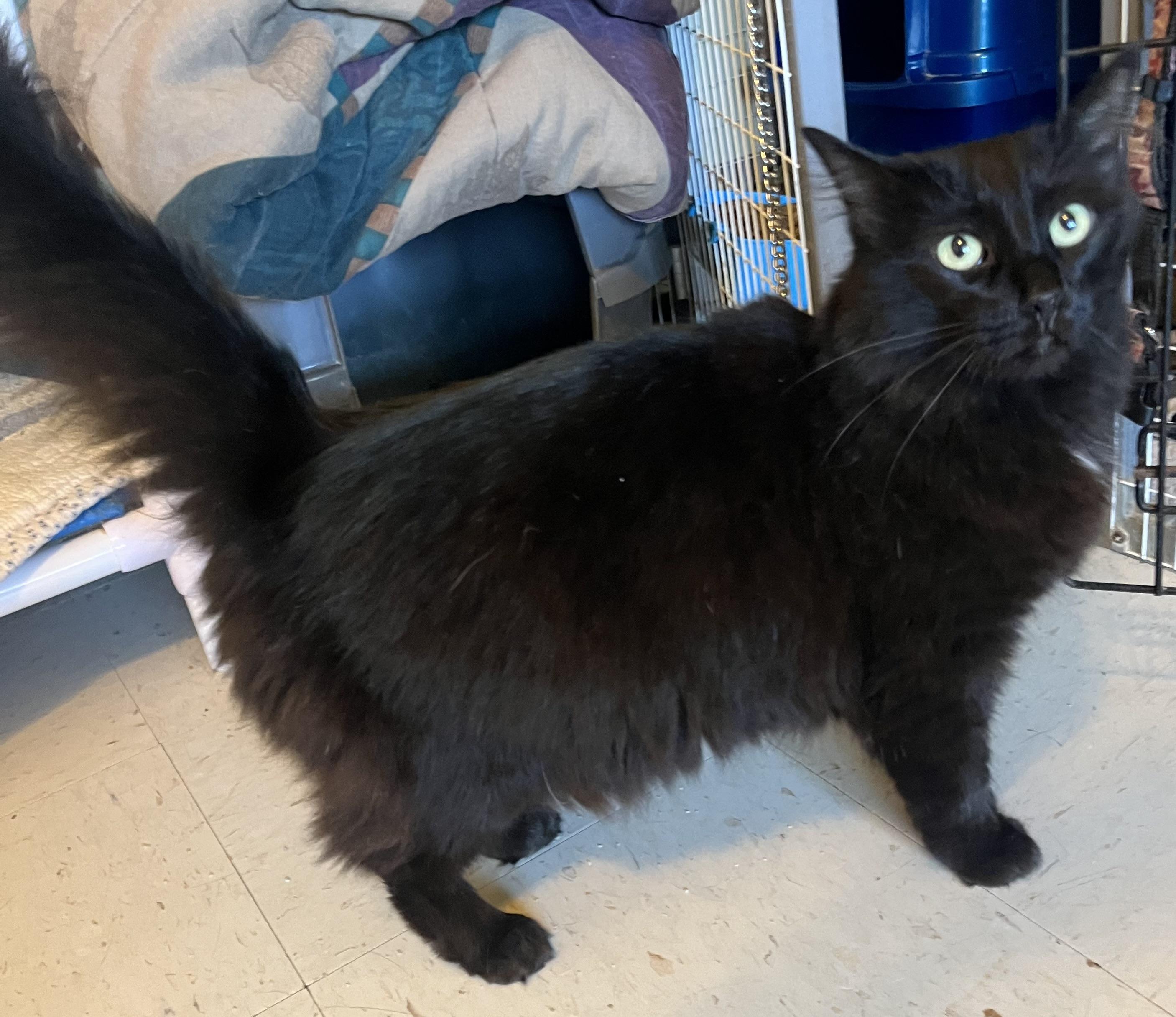 Enlarge Raven (absolute sweetheart), a Adoptable Domestic Long Hair in Moline, IL image 1/4