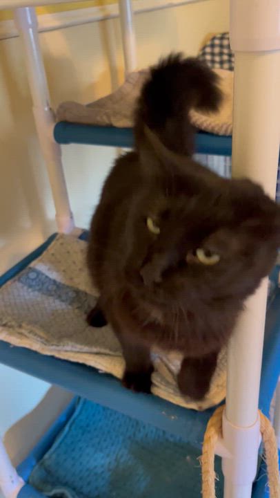 Enlarge Raven (absolute sweetheart), a Adoptable Domestic Long Hair in Moline, IL video 2/4