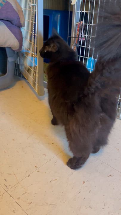 Enlarge Raven (absolute sweetheart), a Adoptable Domestic Long Hair in Moline, IL video 4/4