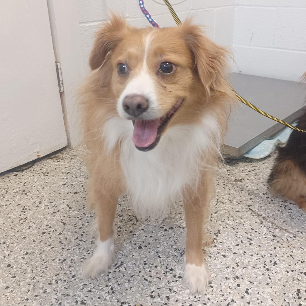 Tanium, Adoptable, Adult Male Pomeranian & Collie.