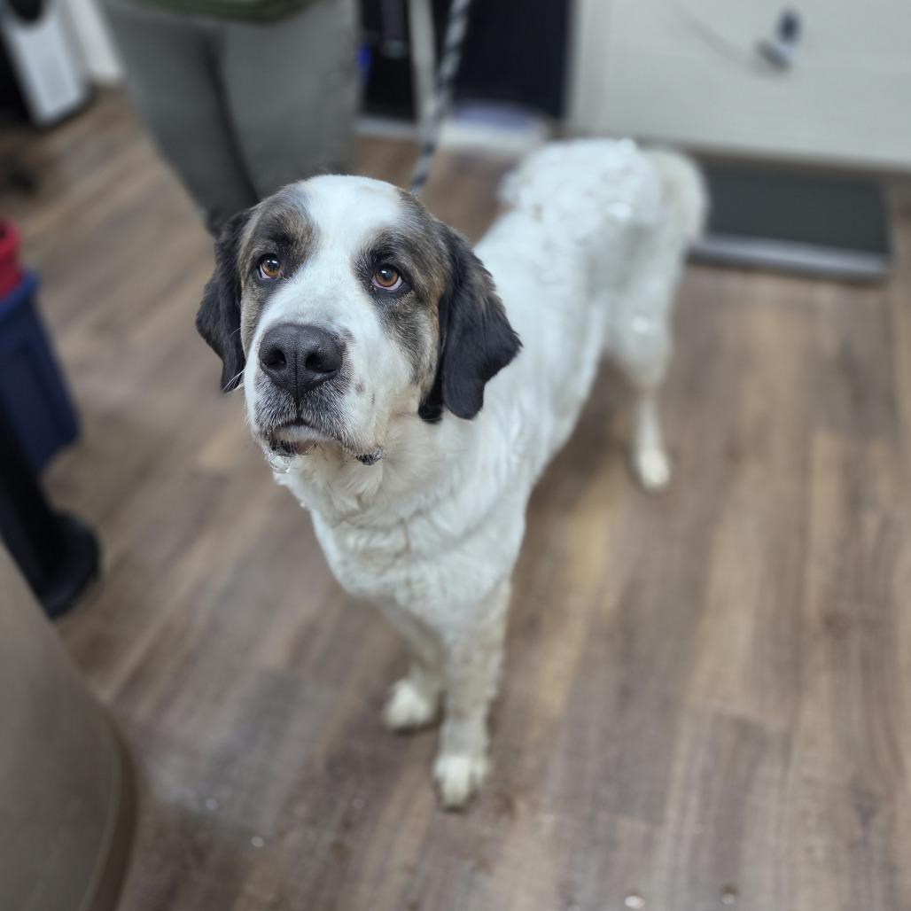 Corona, a Adoptable mixed breed in Incline Village, NV image 2/4