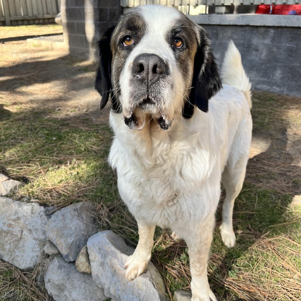 Corona, a Adoptable mixed breed in Incline Village, NV image 3/4