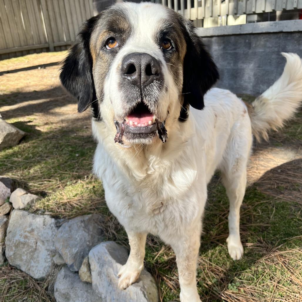 Corona, a Adoptable mixed breed in Incline Village, NV image 4/4